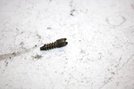 97 Polaris Xcr 600 Se Oem Air Screw W/spring 3130012 3130011 SP18. Fixed Price $14.99.