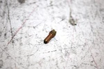 2000 Polaris Magnum 325 Oem Pilot Jet (50) 3131132 AP65. Fixed Price $9.99.